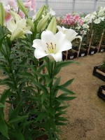 [4105 Savanne No201.JPG]